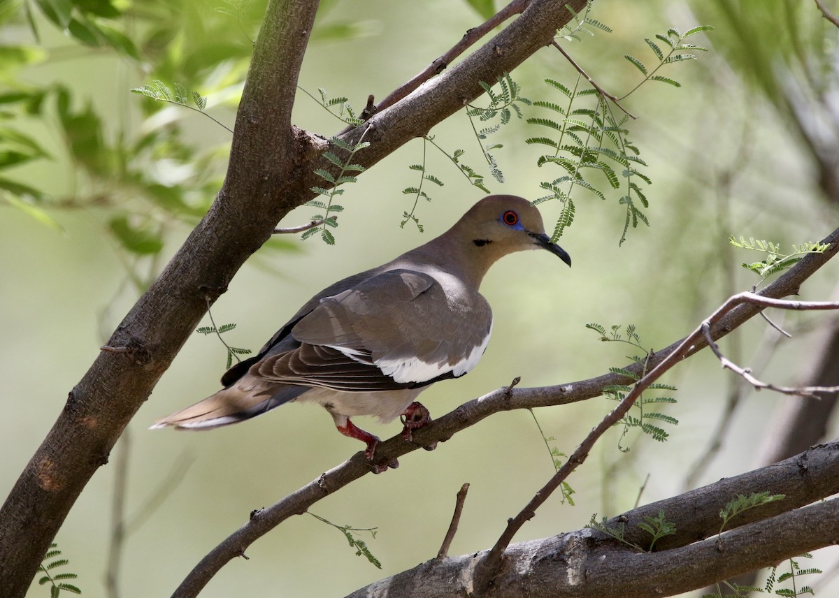 White-winged Dove - Wade Baker