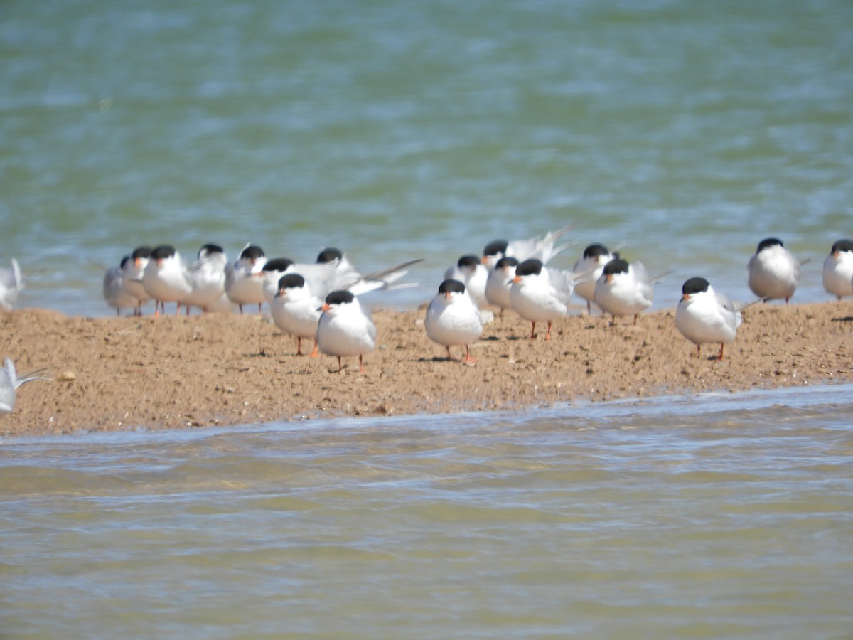 Forster's Tern - Thomas Bürgi