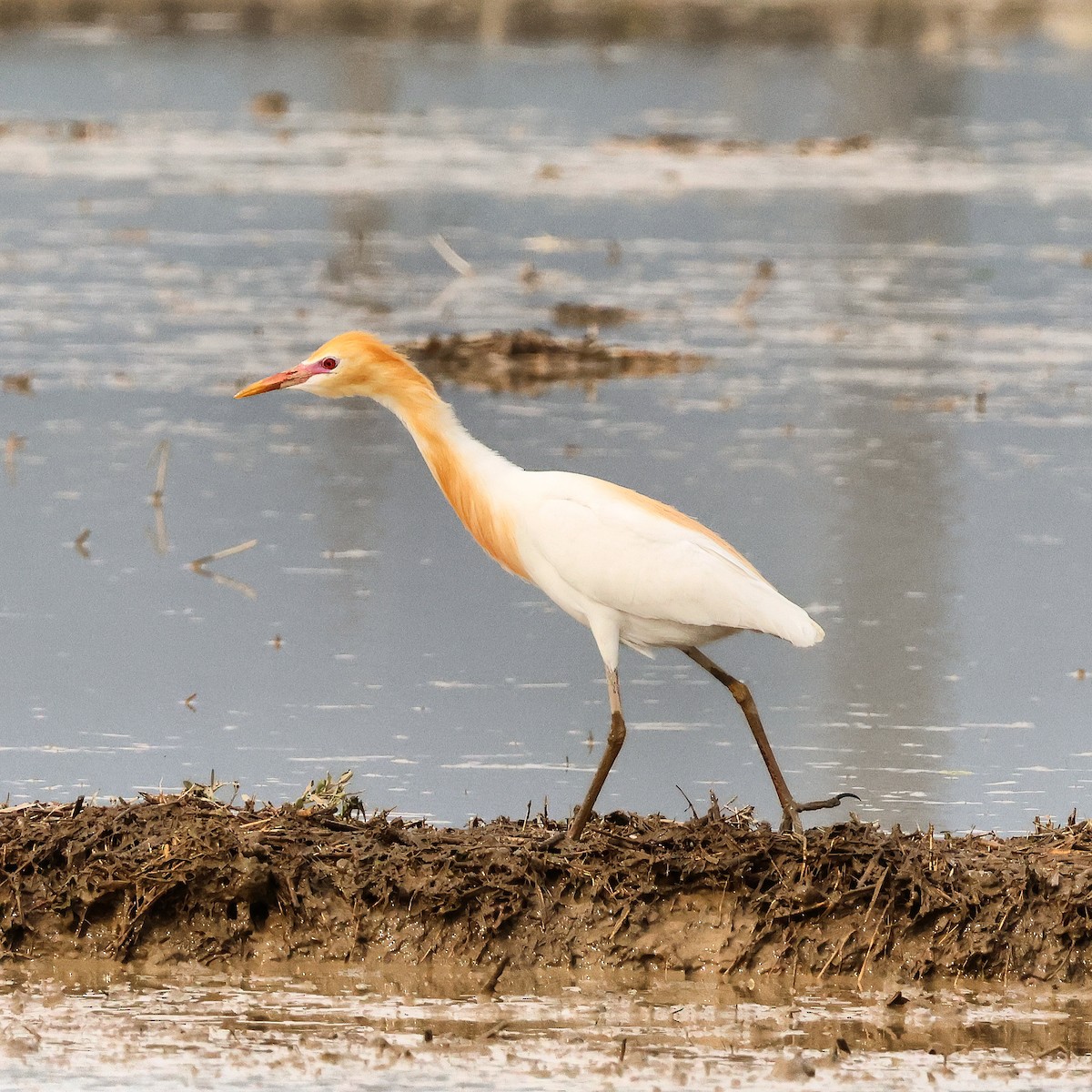 Eastern Cattle Egret - ML619523064