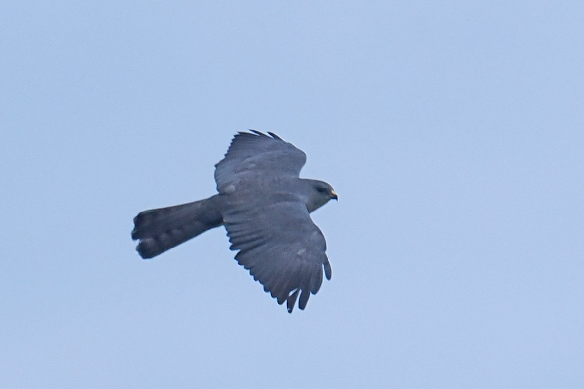 Levant Sparrowhawk - Donna Pomeroy