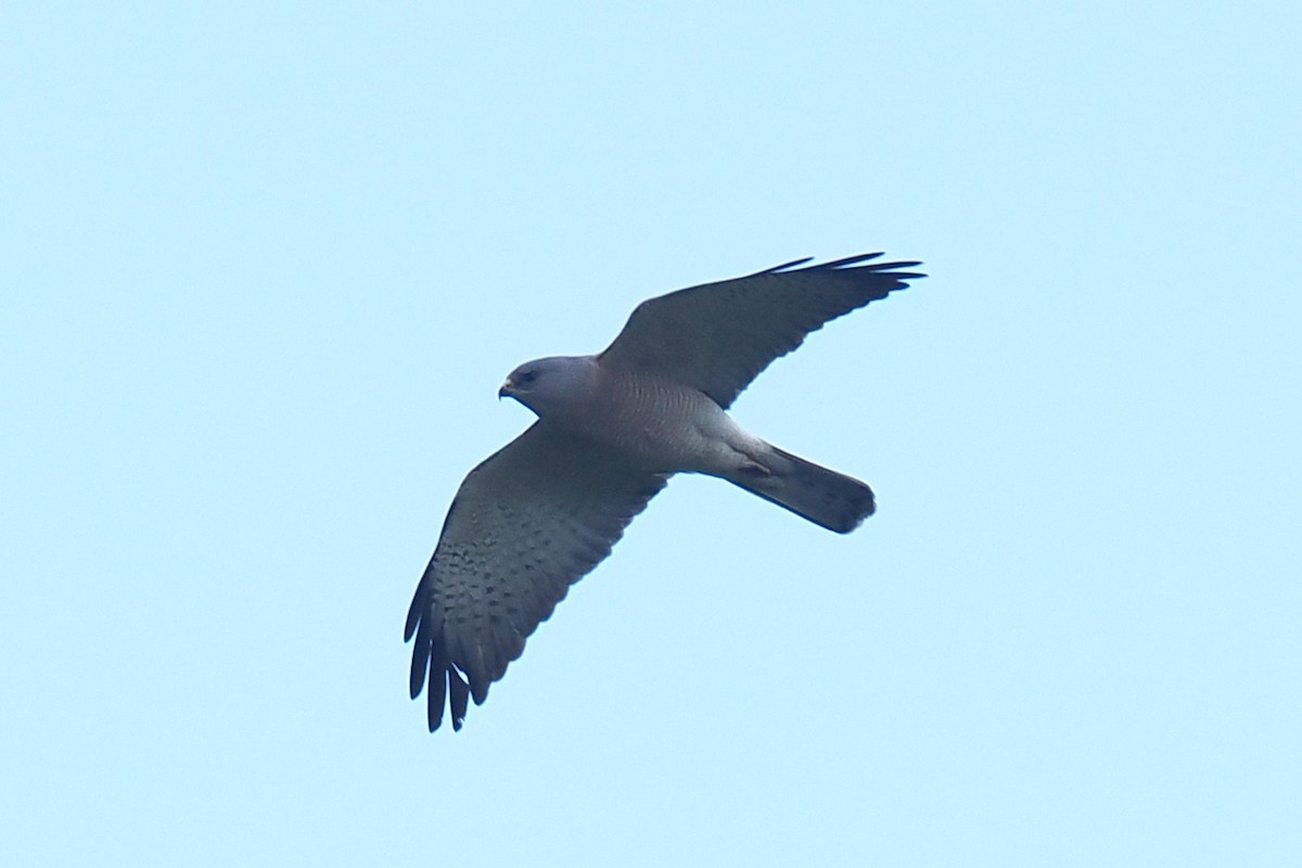 Levant Sparrowhawk - Donna Pomeroy