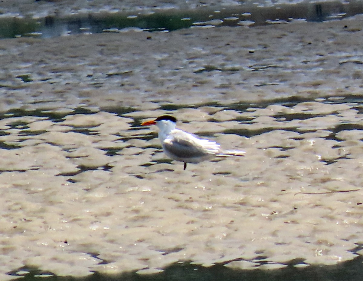 Royal Tern - JoAnn Potter Riggle 🦤