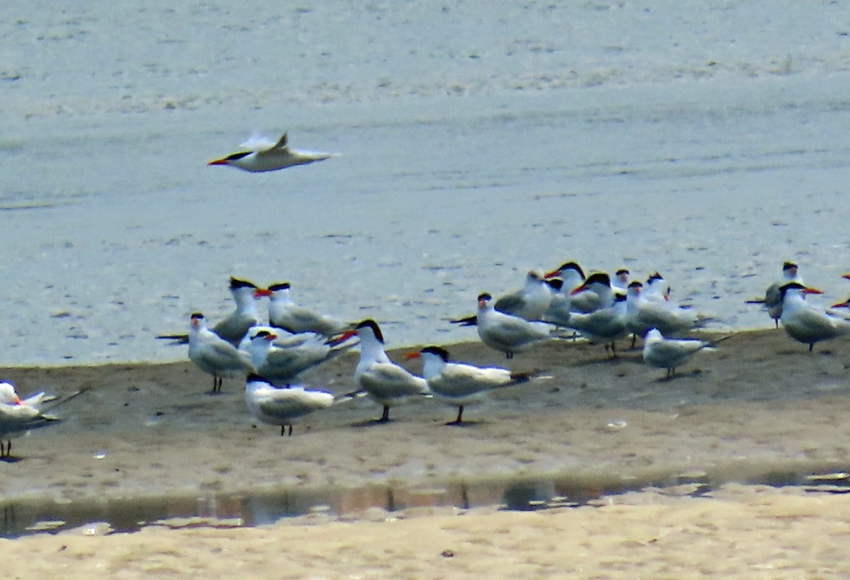 Royal Tern - JoAnn Potter Riggle 🦤