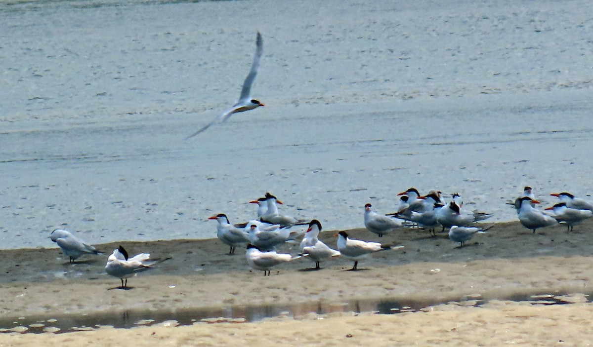 Royal Tern - JoAnn Potter Riggle 🦤