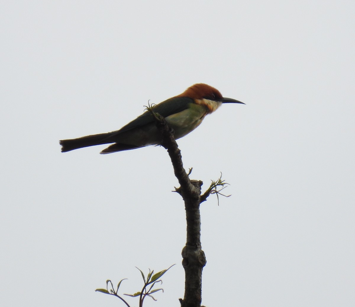 Chestnut-headed Bee-eater - ML619523077