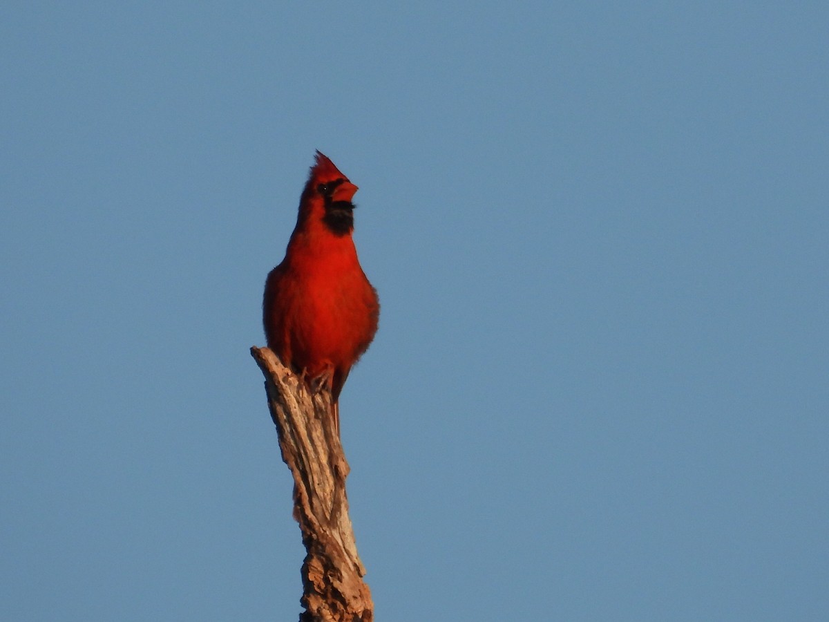 Northern Cardinal - Bonnie Brown
