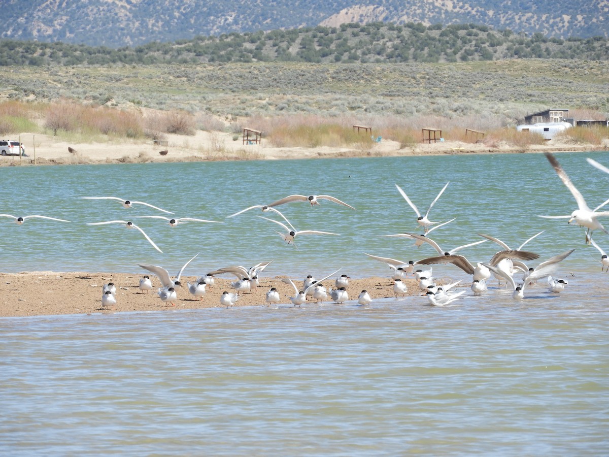 Forster's Tern - Thomas Bürgi