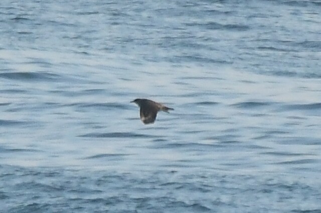 Chilean Skua - Miguel Arribas Tiemblo