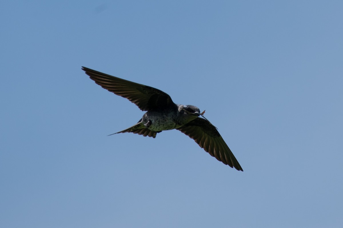 Purple Martin - William Pixler