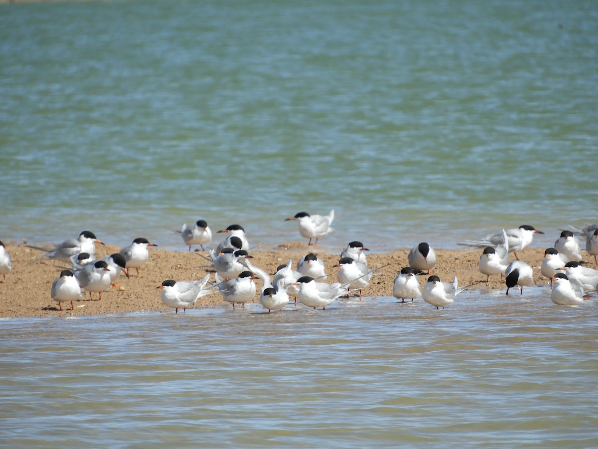 Forster's Tern - Thomas Bürgi