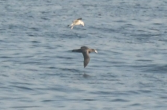 Southern Giant-Petrel - Miguel Arribas Tiemblo