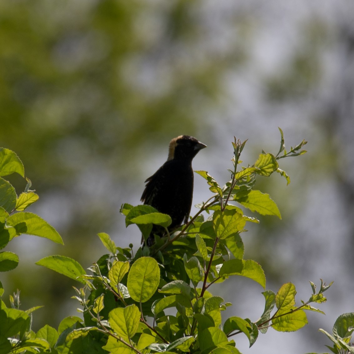 Bobolink - William Pixler