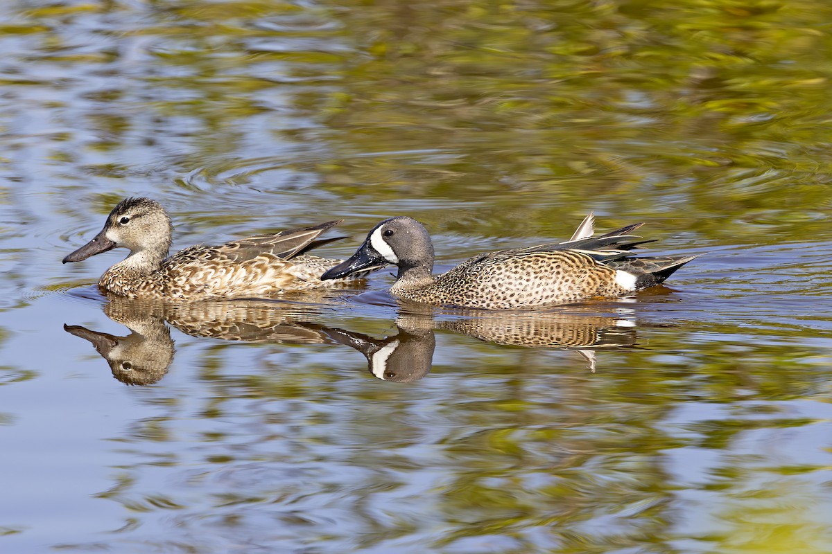 Blue-winged Teal - Edith Auchter
