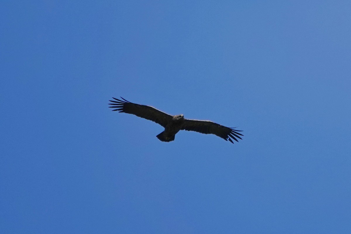 Lesser Spotted Eagle - Thomas Gibson