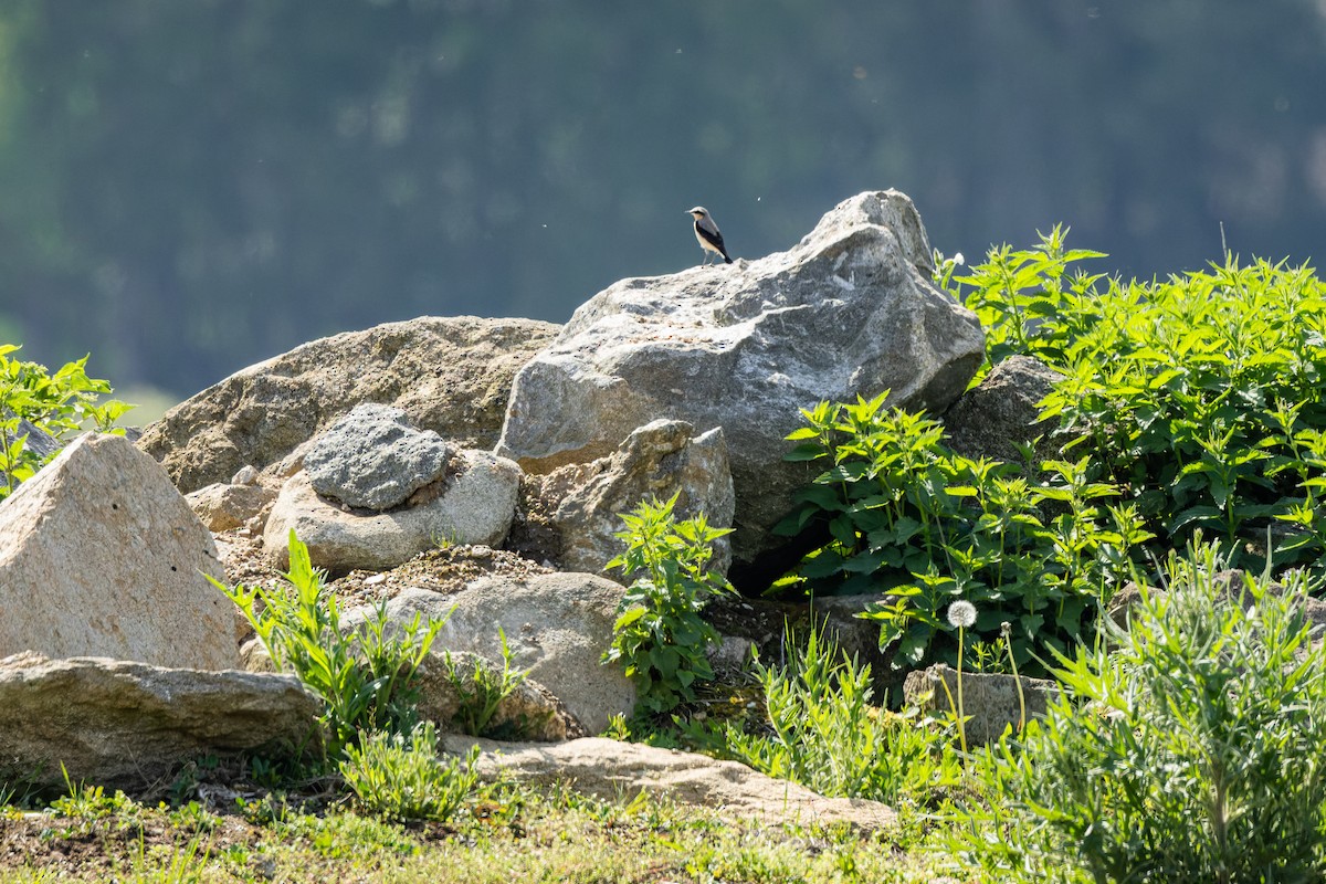 Northern Wheatear - Gabi Uhrova