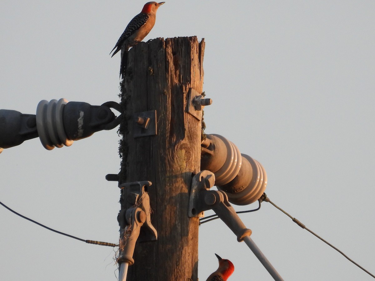 Red-bellied Woodpecker - Bonnie Brown