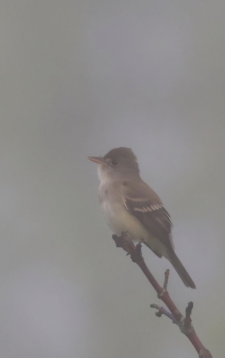 Willow Flycatcher - ML619523101