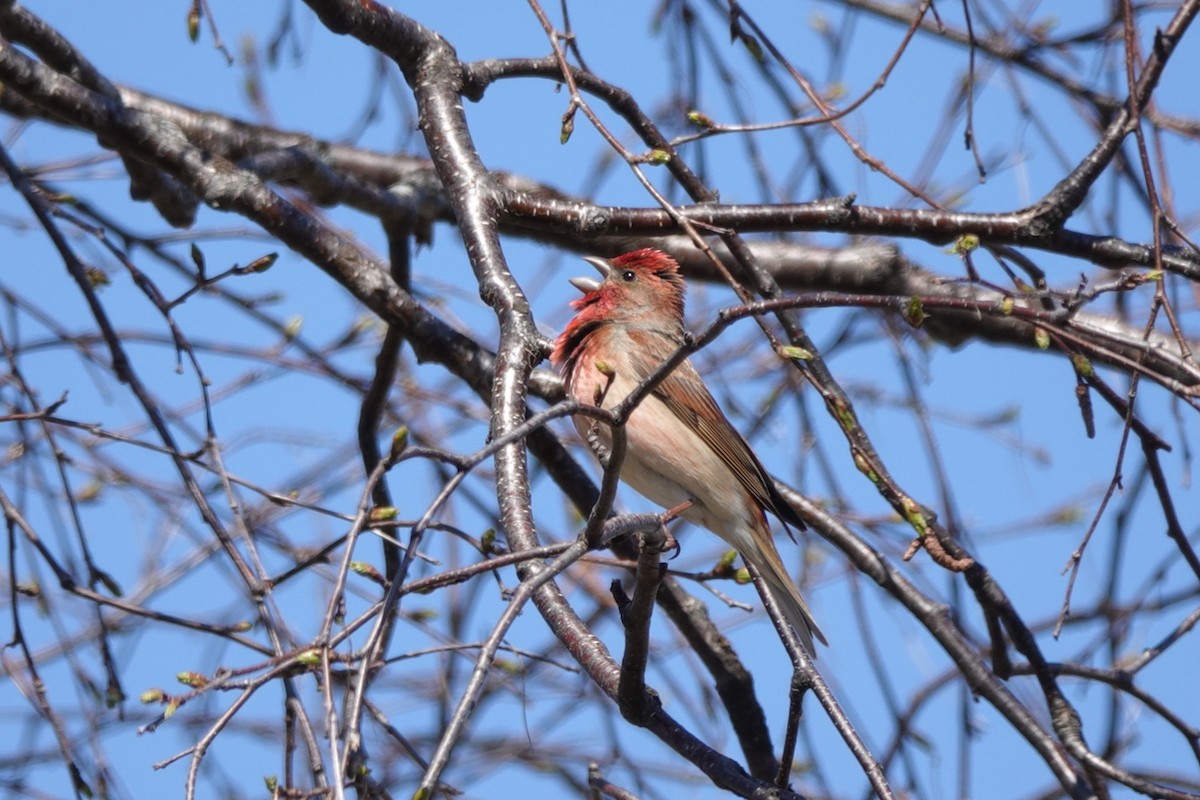 Common Rosefinch - eero salo-oja