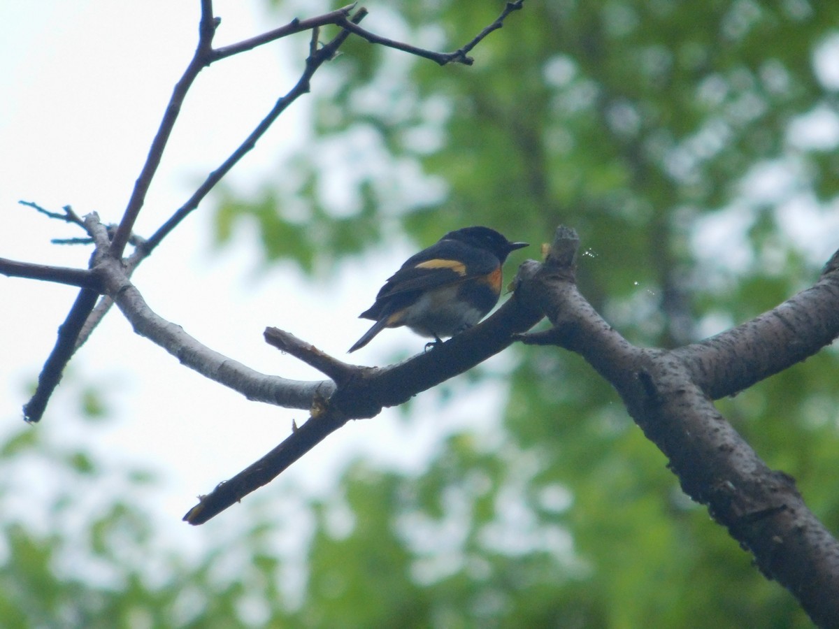 American Redstart - Arrow Z L