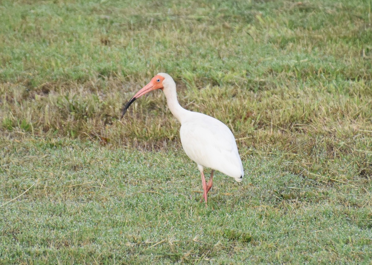 Ibis blanc - ML619523117