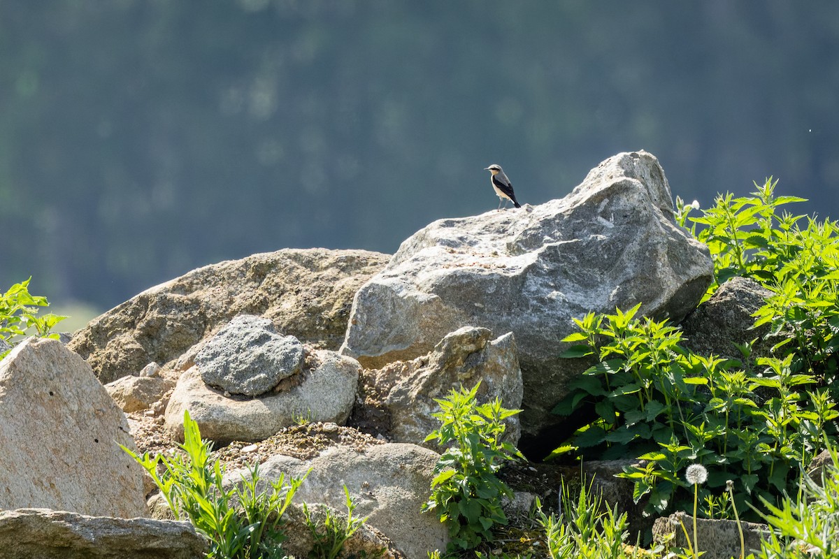 Northern Wheatear - Gabi Uhrova