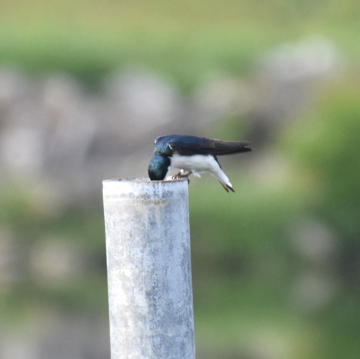 Tree Swallow - Duncan  Fraser