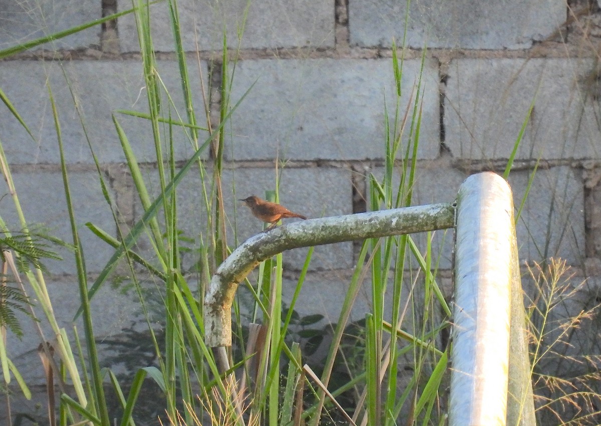 House Wren - Rodrigo Quadros