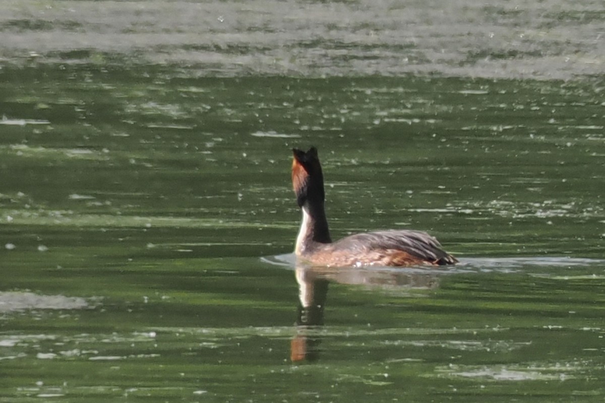 Great Crested Grebe - Donna Pomeroy