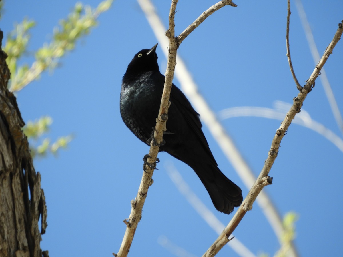 Brewer's Blackbird - Thomas Bürgi