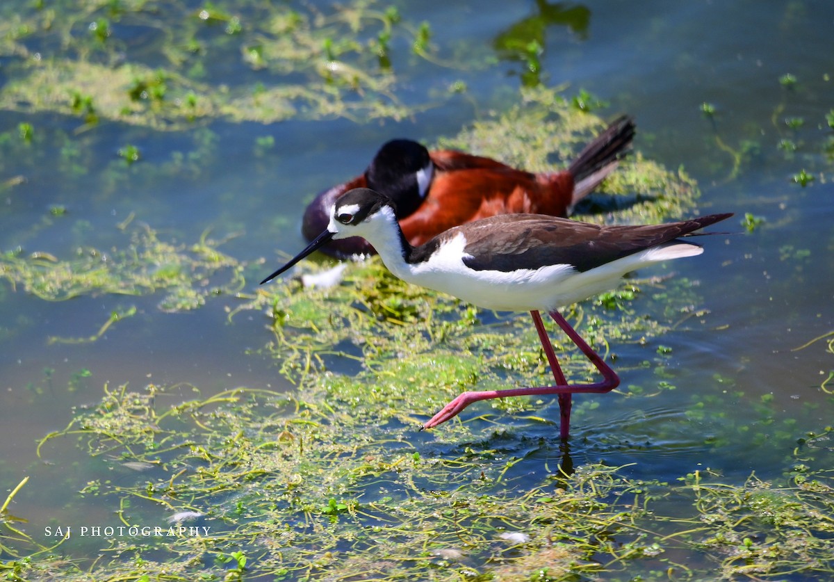 Black-necked Stilt - Scott Jack