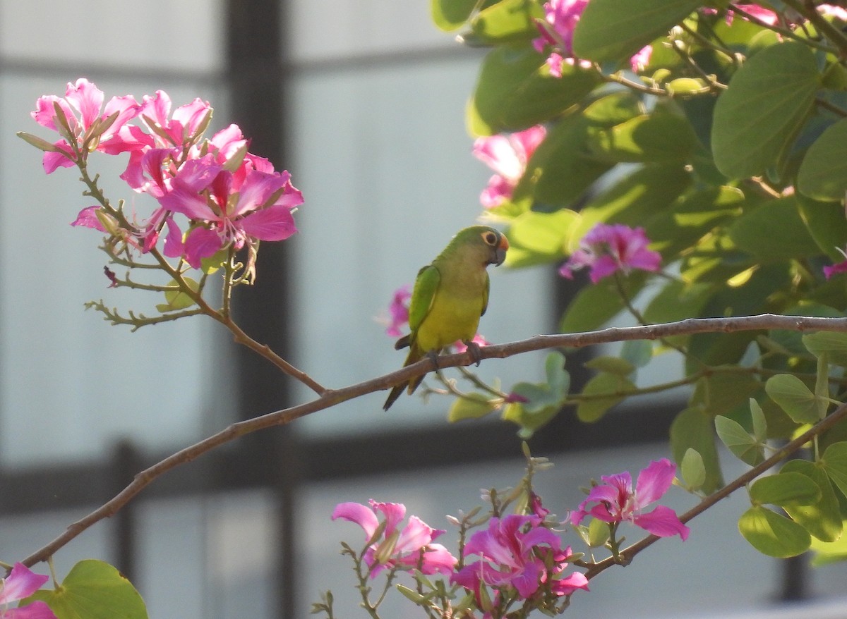 Peach-fronted Parakeet - Rodrigo Quadros