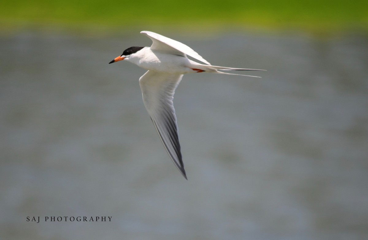 Forster's Tern - Scott Jack