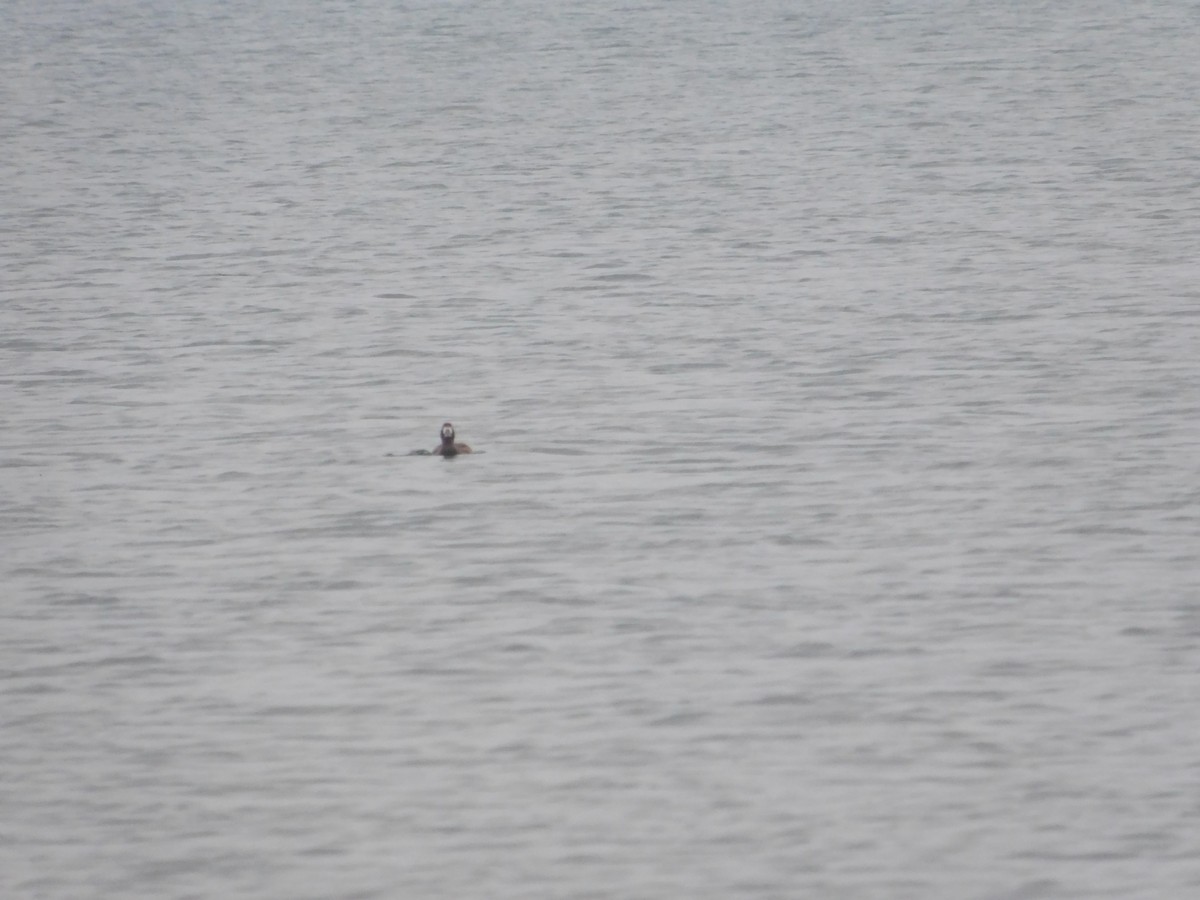 Greater Scaup - Arrow Z L