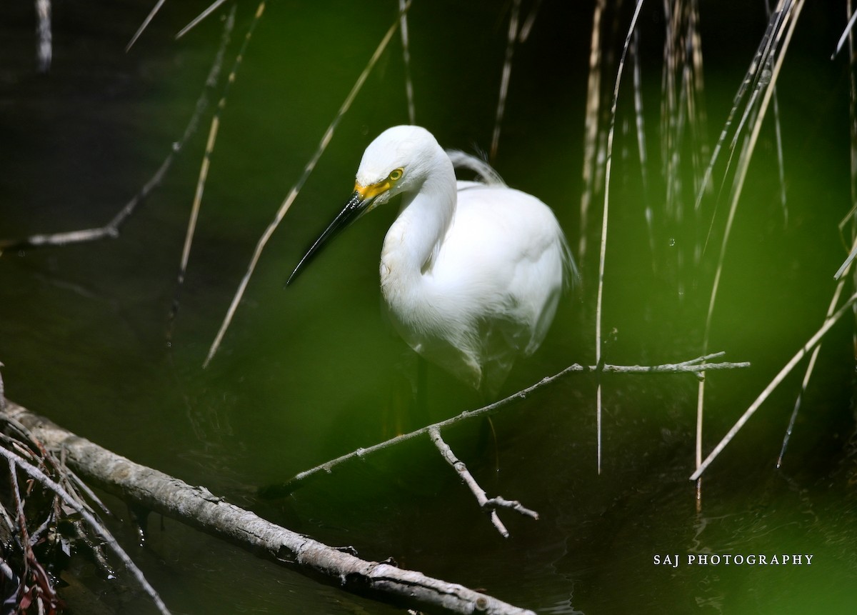 Snowy Egret - Scott Jack