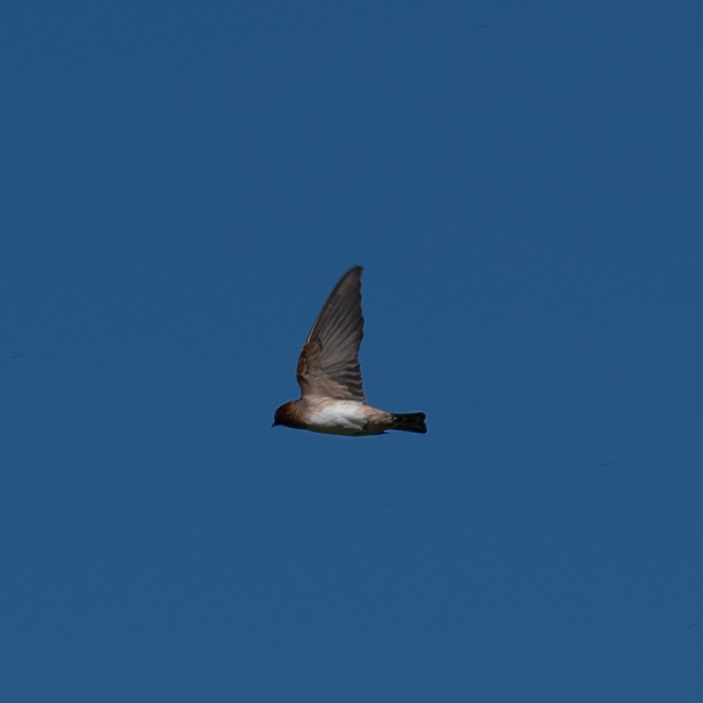 Cliff Swallow - ML619523164