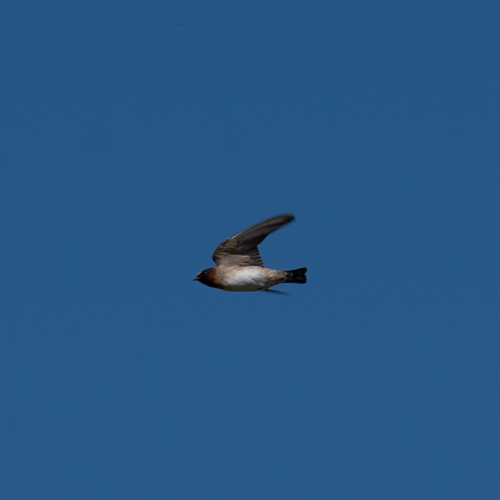 Cliff Swallow - William Pixler