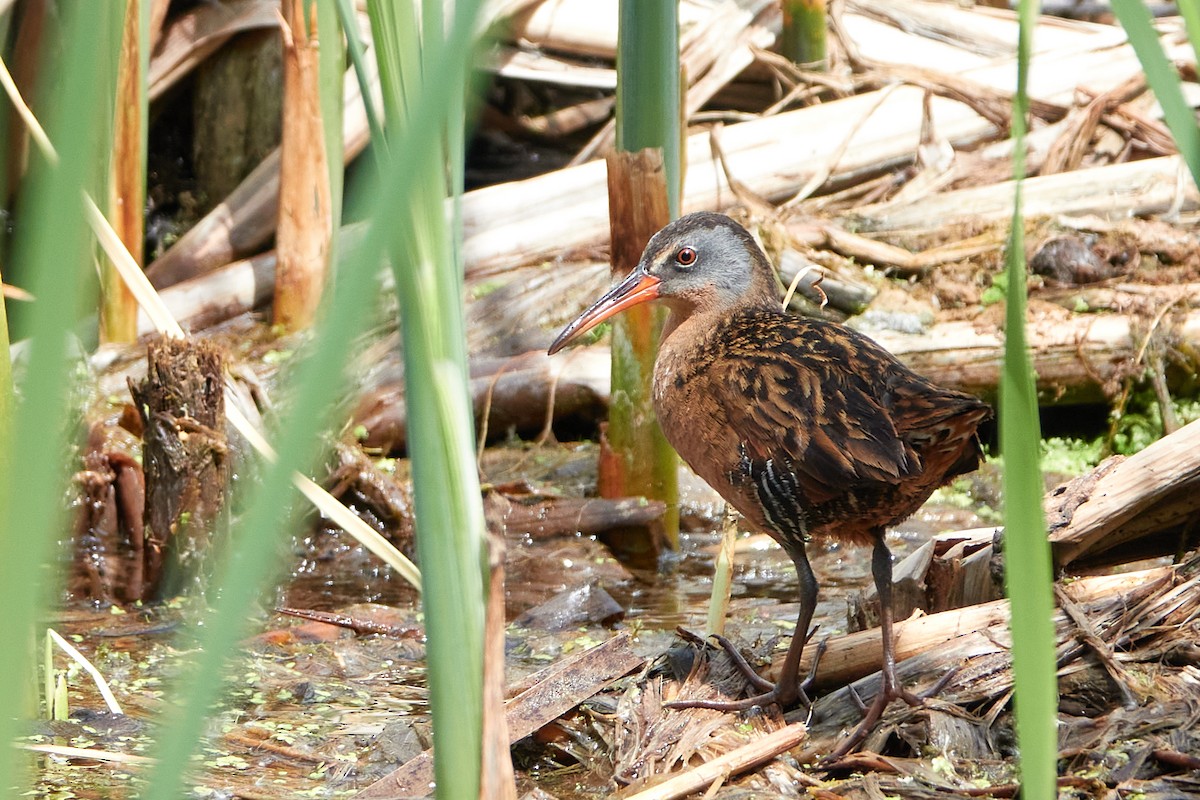 Virginia Rail - Elodie Roze