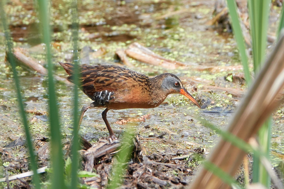 Virginia Rail - Elodie Roze