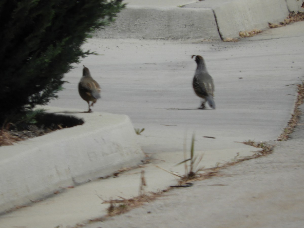 California Quail - Thomas Bürgi