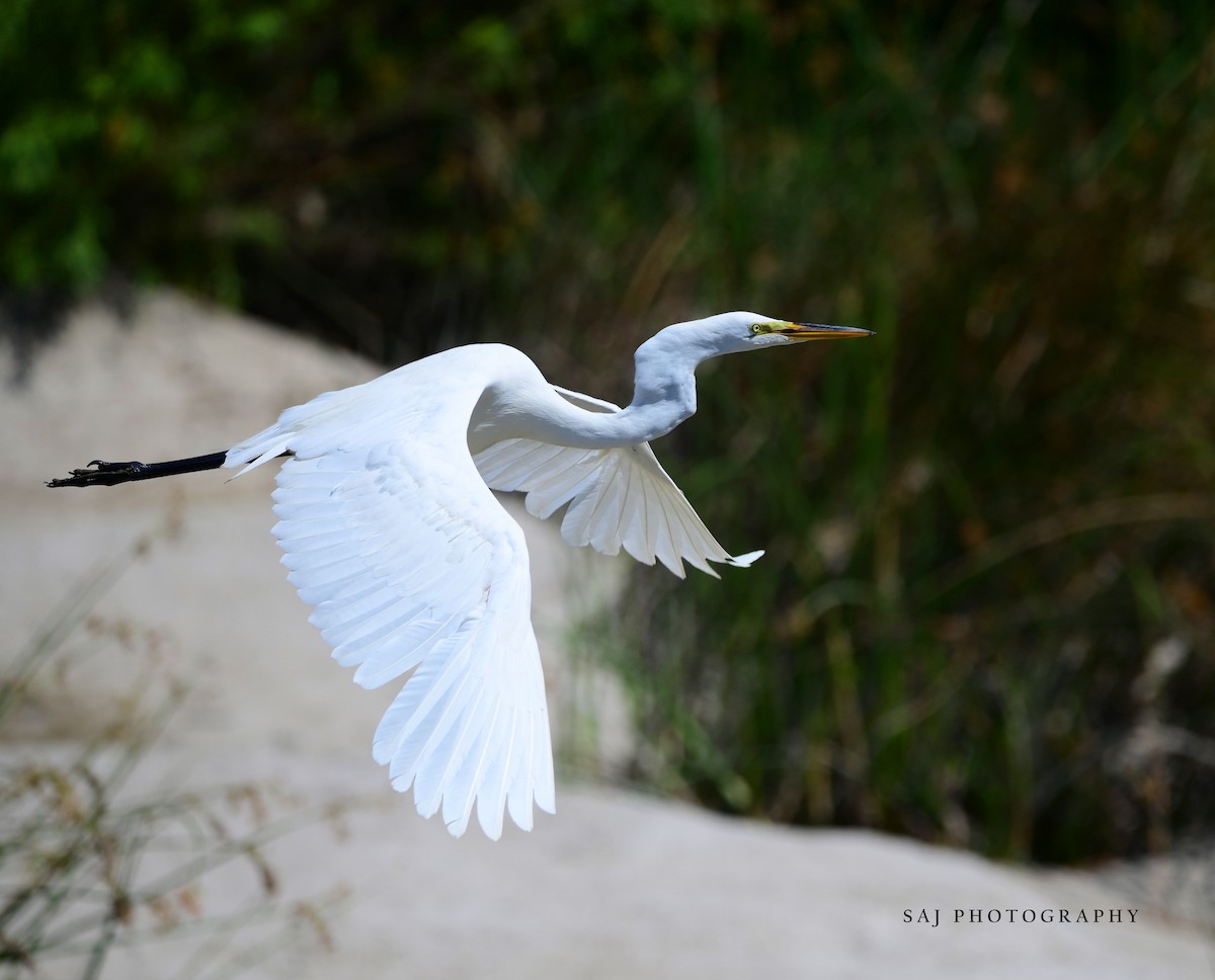 Great Egret - Scott Jack