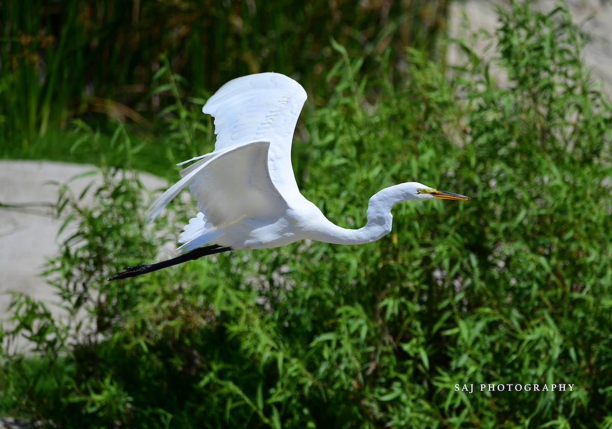 Great Egret - Scott Jack