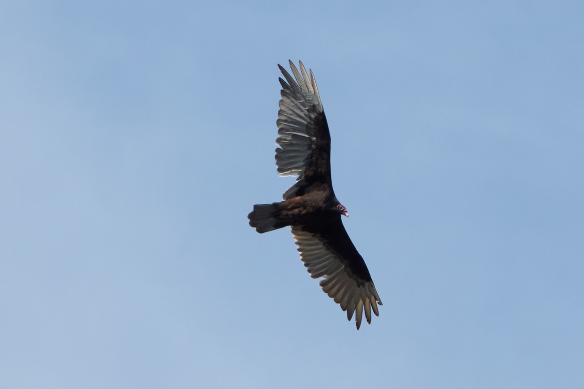 Turkey Vulture - Elodie Roze