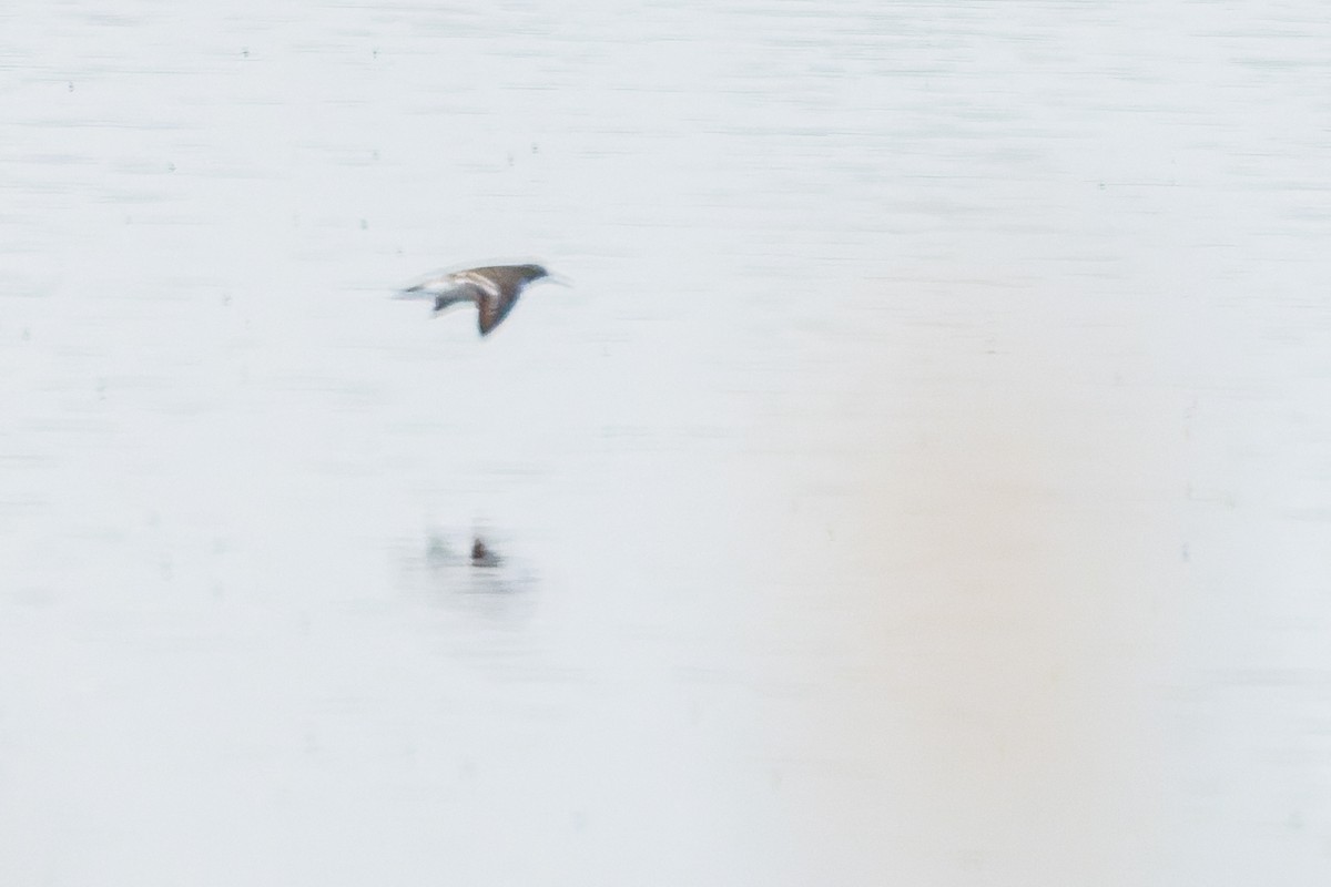 Common Sandpiper - Gabi Uhrova