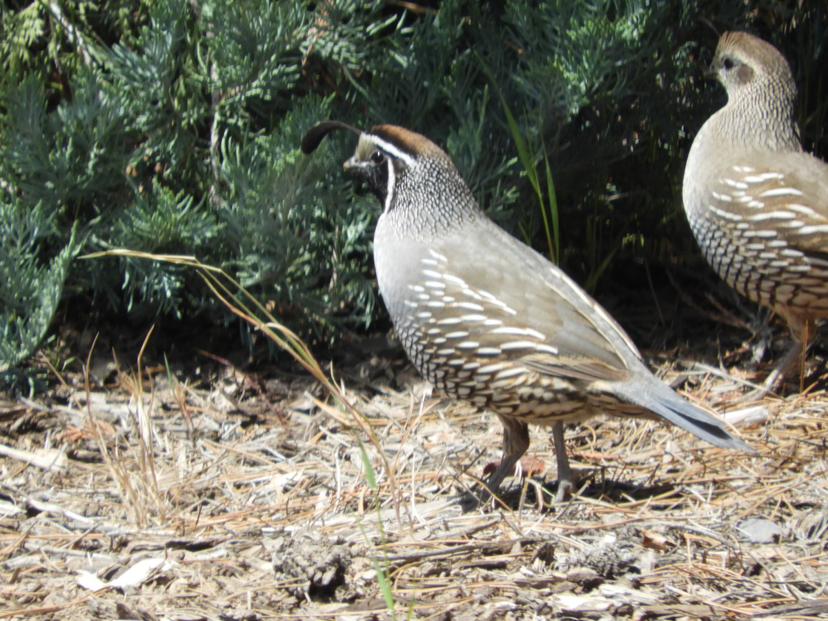 California Quail - Thomas Bürgi