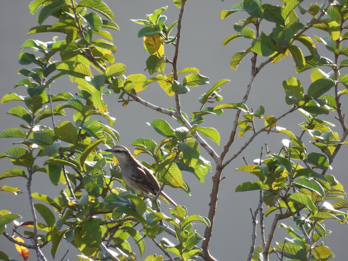 Chalk-browed Mockingbird - Rodrigo Quadros