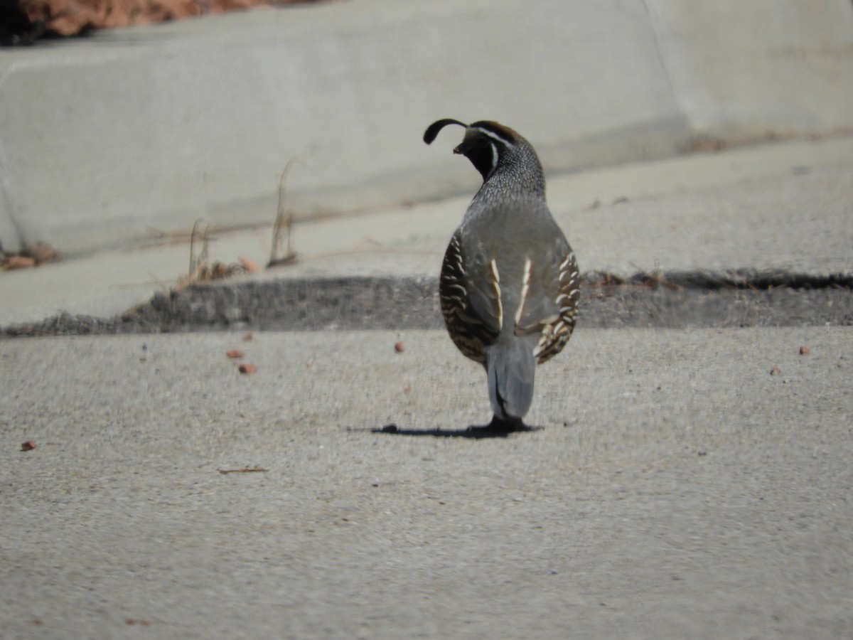 California Quail - Thomas Bürgi