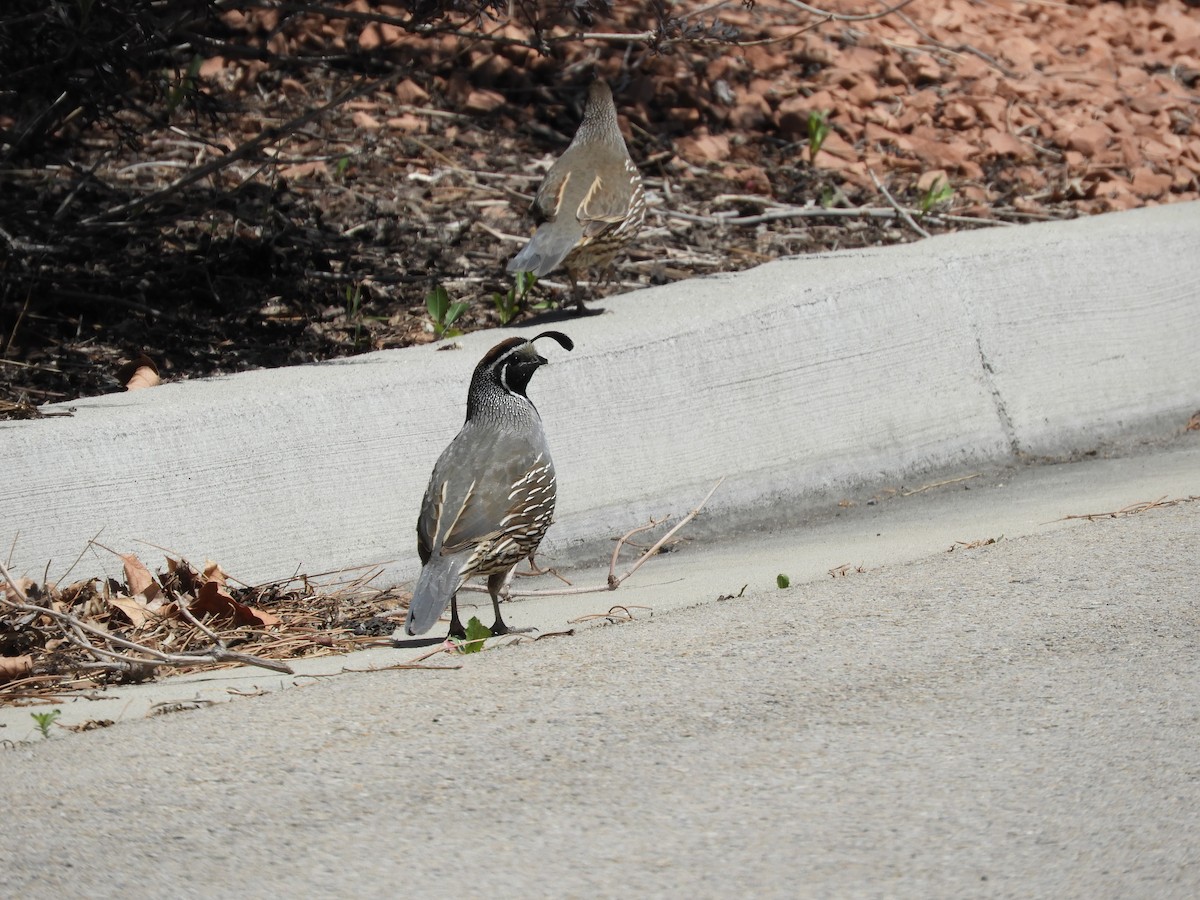 California Quail - Thomas Bürgi