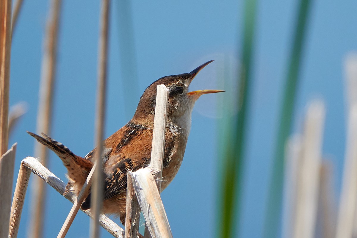 Marsh Wren - Elodie Roze