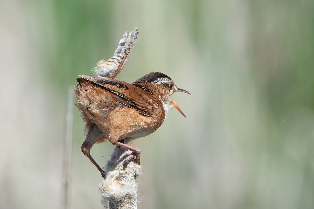 Marsh Wren - Elodie Roze