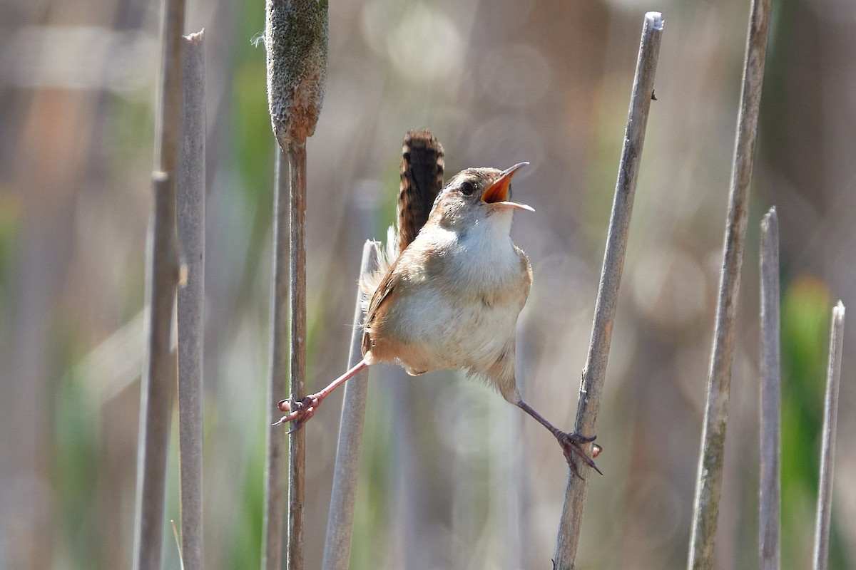 Marsh Wren - Elodie Roze